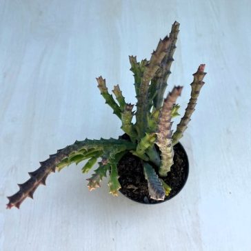 Stapelia sp