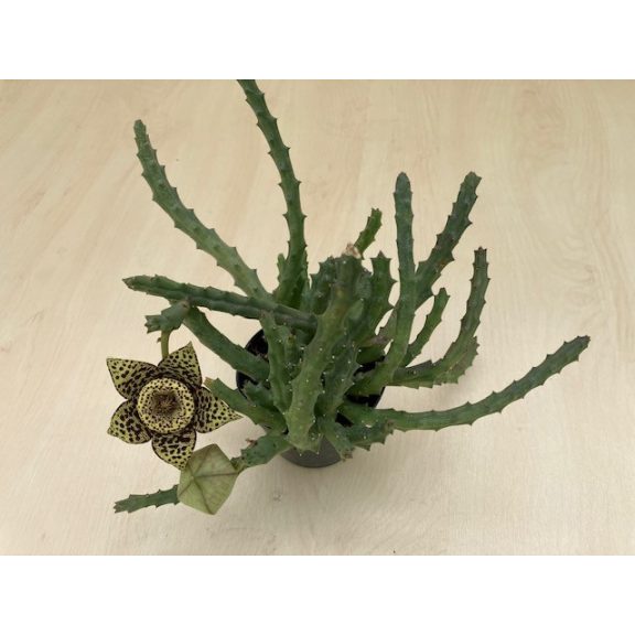 Stapelia sp