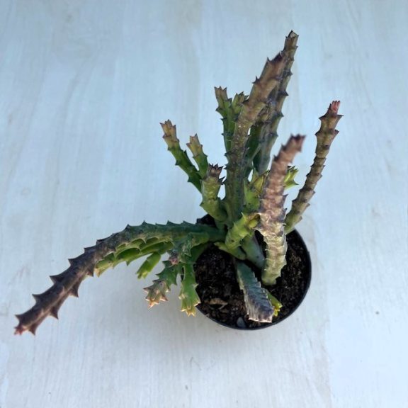 Stapelia sp