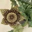 Stapelia sp
