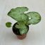 Syngonium podophyllum ‘Arrow’-Syngonium Arrowhead MINI