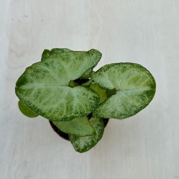Syngonium podophyllum ‘Arrow’-Syngonium Arrowhead MINI