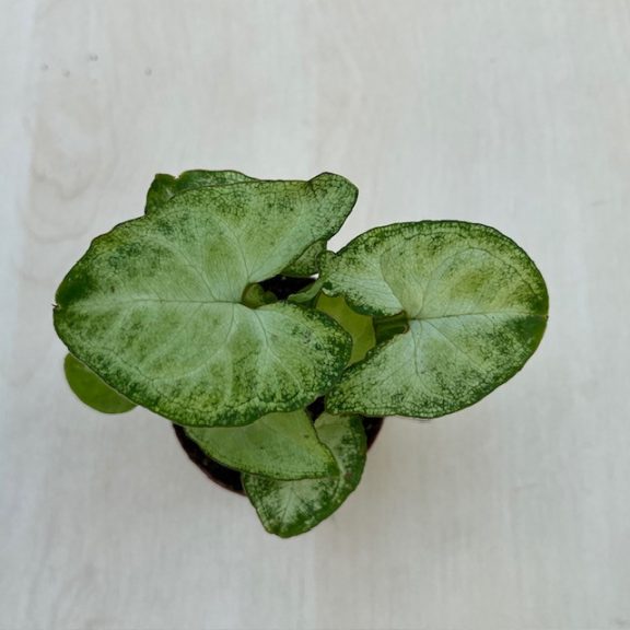 Syngonium podophyllum ‘Arrow’-Syngonium Arrowhead MINI