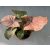 Syngonium podophyllum Pink