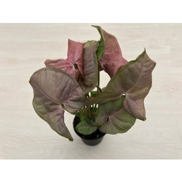 Syngonium podophyllum Pink