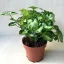 Syngonium podophyllum 'Pixie'