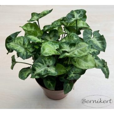 Syngonium podophyllum 'Pixie'