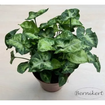 Syngonium podophyllum 'Pixie'