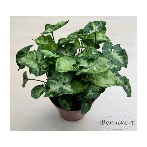 Syngonium podophyllum 'Pixie'