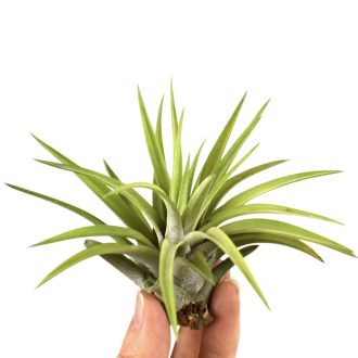 Tillandsia abdita