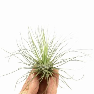 Tillandsia argentea
