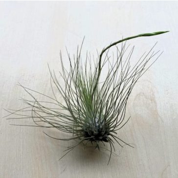 Tillandsia argentea