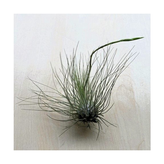 Tillandsia argentea