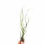 Tillandsia butzii