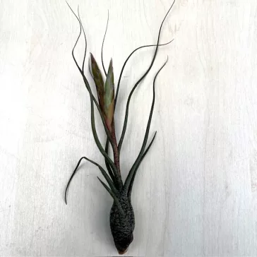 Tillandsia butzii