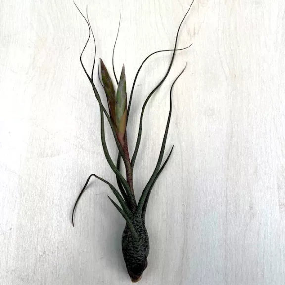 Tillandsia butzii