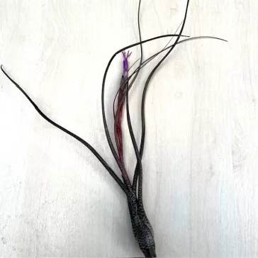 Tillandsia butzii