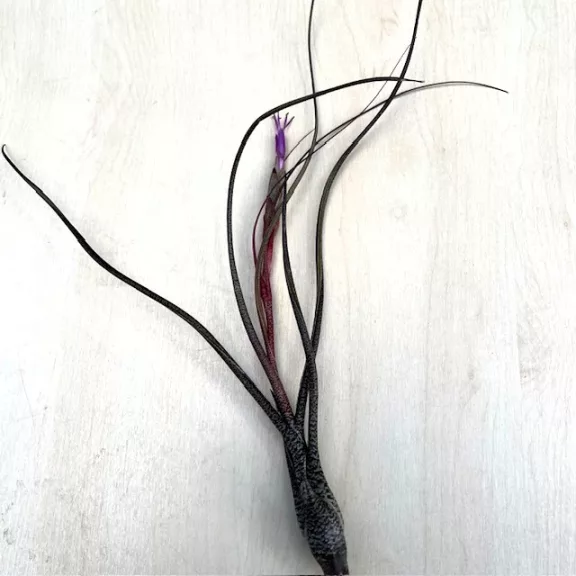 Tillandsia butzii