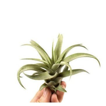 Tillandsia capitata Green
