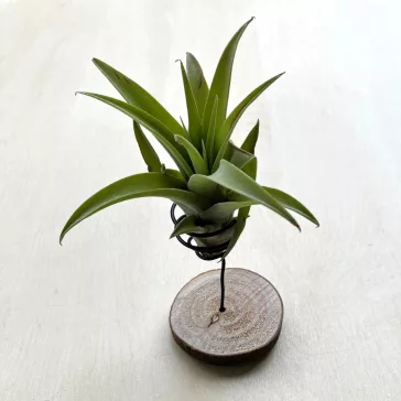 Tillandsia capitata Green