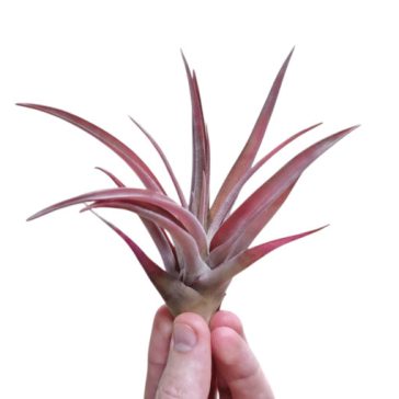 Tillandsia capitata Peach Red