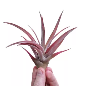 Tillandsia capitata Peach Red