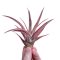 Tillandsia capitata Peach Red