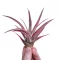 Tillandsia capitata Peach Red