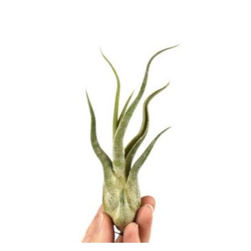 Tillandsia Caput Medusae