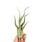 Tillandsia Caput Medusae