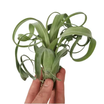 Tillandsia Caput Medusae