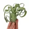 Tillandsia Caput Medusae