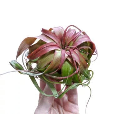Tillandsia Eric Knobloch