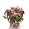 Tillandsia Eric Knobloch