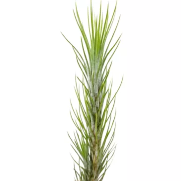 Tillandsia funckiana