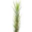 Tillandsia funckiana
