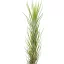 Tillandsia funckiana