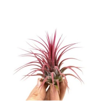 Tillandsia ionantha red