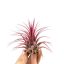 Tillandsia ionantha red