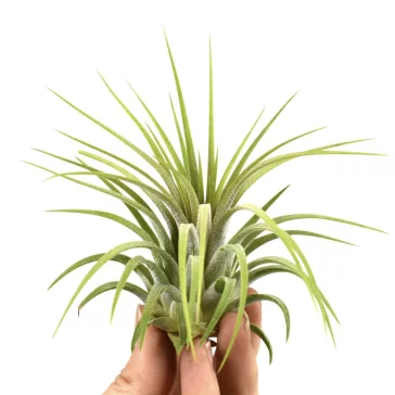 Tillandsia ionantha Rubra