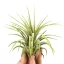 Tillandsia ionantha Rubra