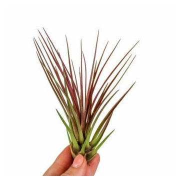 Tillandsia Melanocrater Red