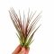 Tillandsia Melanocrater Red