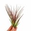 Tillandsia Melanocrater Red