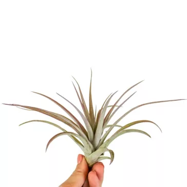 Tillandsia Multiflora red