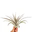 Tillandsia Multiflora red