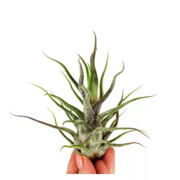 Tillandsia pruinosa