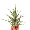 Tillandsia pruinosa