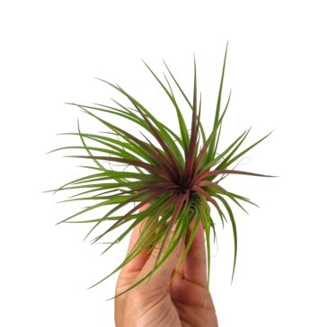 Tillandsia Rainforest Red