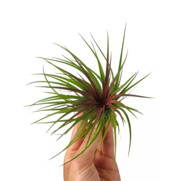 Tillandsia Rainforest Red
